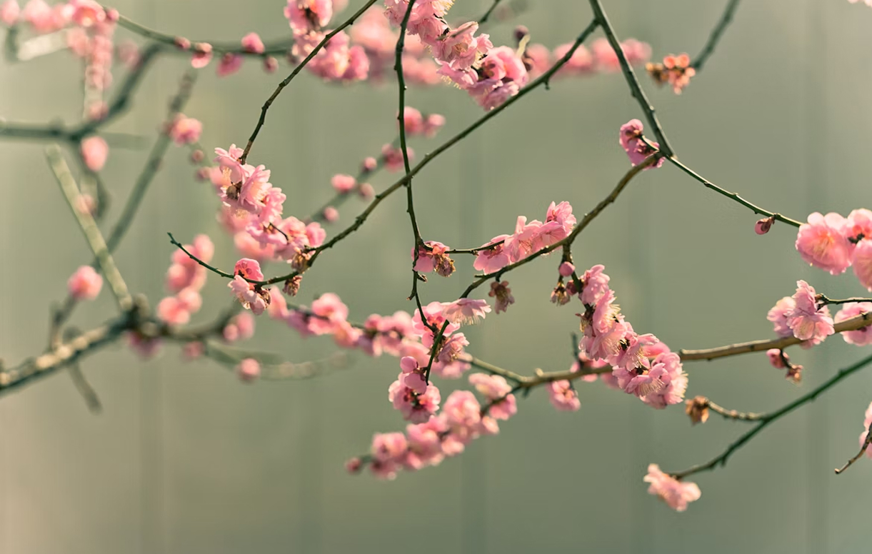 Homepage